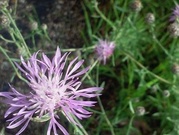 Close-up of purple flowers blooming