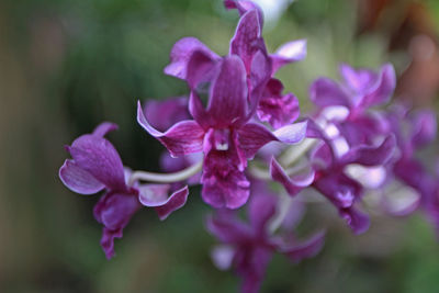 Close-up of purple flowering plant