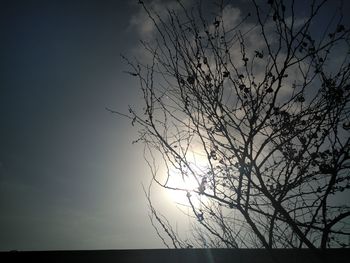 Low angle view of silhouette tree against sky at night