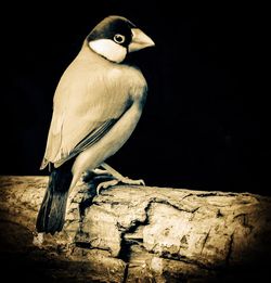 Close-up of bird perching on black background