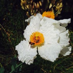 Close-up of white flower