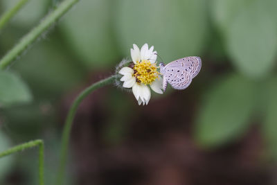 Close-up of butterfly pollinating on white flower