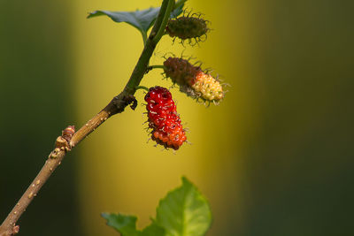 Mulberry in nature