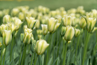 White tulips, background,