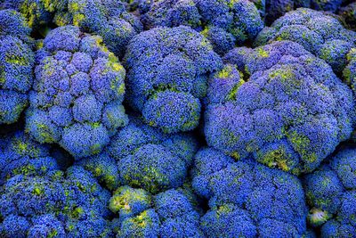 Full frame shot of multi colored purple flowers