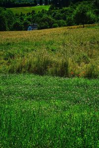 Scenic view of field