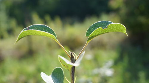Close-up of plant on field