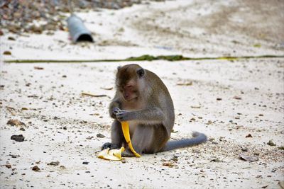 Close-up of monkey sitting on sand