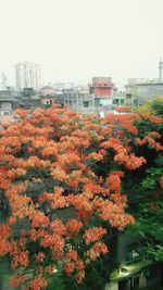 Flowers blooming in park