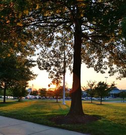 Trees in park