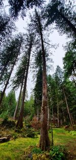 Trees in forest against sky