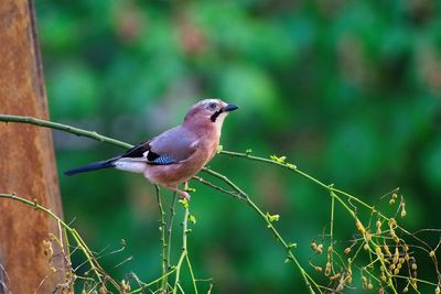 Close-up of bird perching on plant