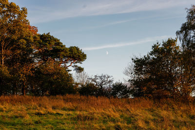 Trees on landscape against sky