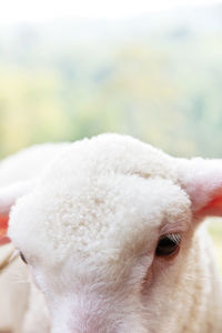 Close-up portrait of sheep