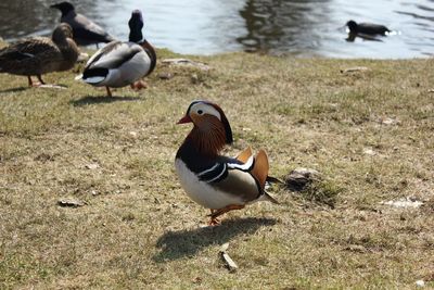 Ducks on field by lake