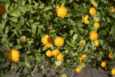 Nature in summer. plants in park. natural beauty. stems leaves.