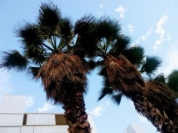 Low angle view of palm trees against sky