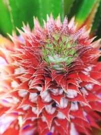 Close-up of red succulent plant