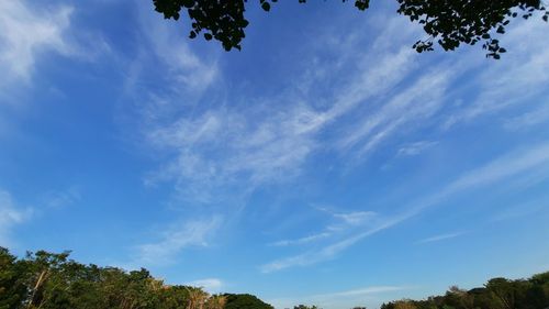 Low angle view of trees against blue sky