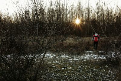 Plant growing on field