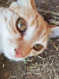 Close-up portrait of cat on land 