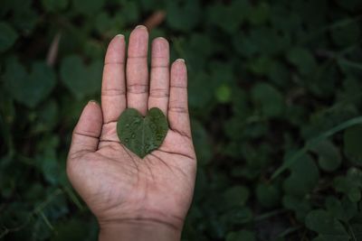 Close-up of hand holding leaf