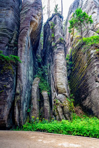 View of an animal on tree trunk