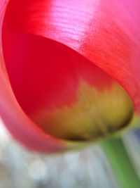 Extreme close up of pink flower