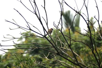 Close-up of bird perching on branch