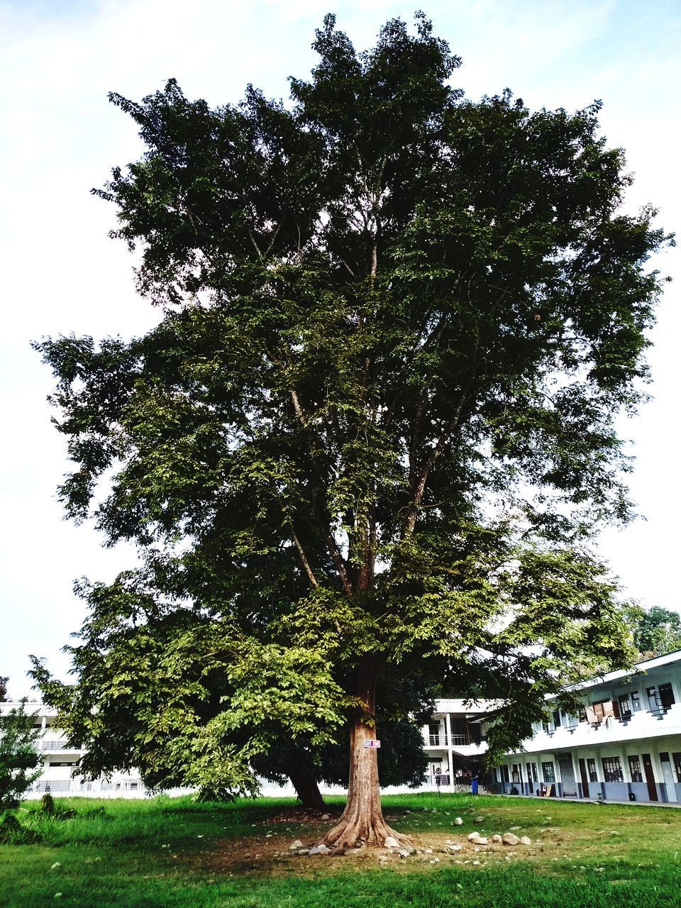 TREES GROWING IN PARK