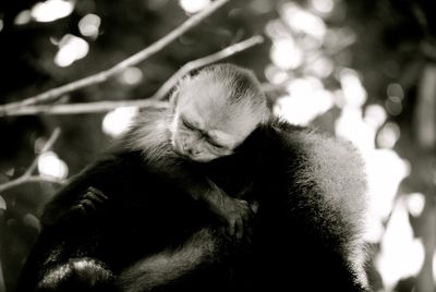 Close-up of monkeys sleeping on tree