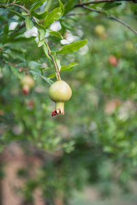 Close-up of fruits on tree