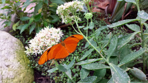 Close-up of butterfly on leaf
