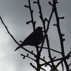 Low angle view of birds perching on branch