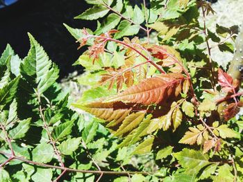 Close-up of lizard on plant