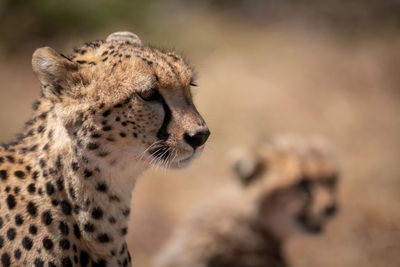 Cheetah looking away in forest