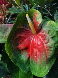 Close-up of flower