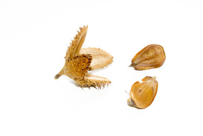 Close-up of shell on white background