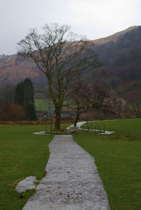 Trees on field against sky