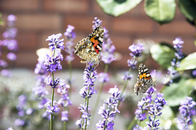 Close-up of bee pollinating on lavender