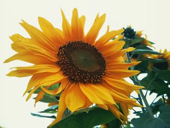 Close-up of sunflower