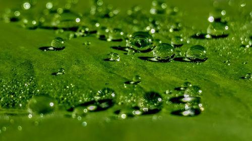 Close-up of water drops on green leaf