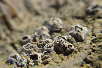 Close-up of rocks on sand