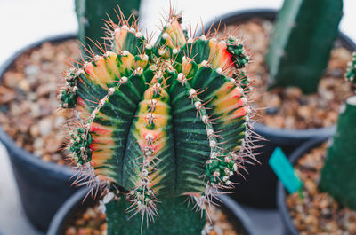 Close-up of succulent plant