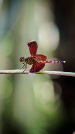 Close-up of dragonfly on plant