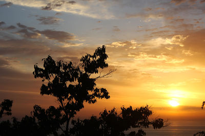 Silhouette trees against sky during sunset