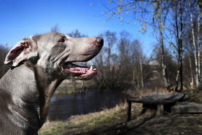 Close-up of a dog on a tree