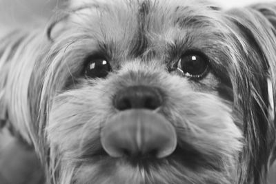 Close-up portrait of hairy dog