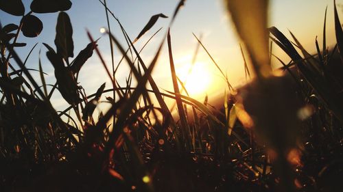 Close-up of silhouette plants growing on field against sky during sunset