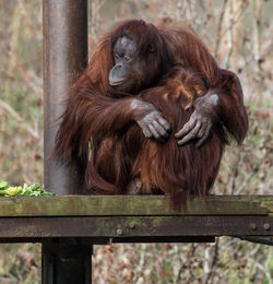 Monkey sitting on railing